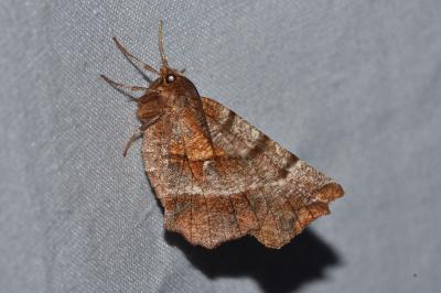<i>Selenia dentaria</i>