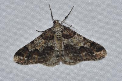 <i>Agriopis leucophaearia</i>