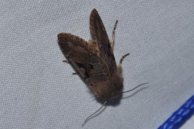 <i>Orthosia gothica</i>