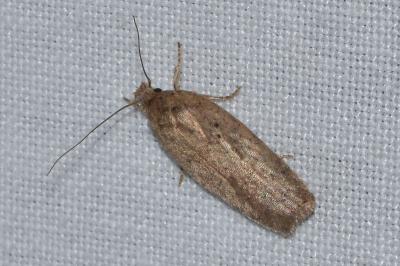 <i>Agonopterix</i>