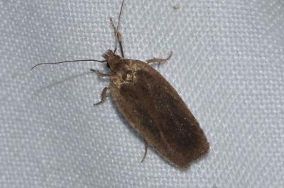 <i>Agonopterix</i>