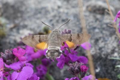 <i>Macroglossum stellatarum</i>