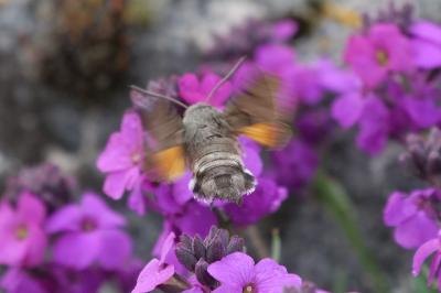 <i>Macroglossum stellatarum</i>
