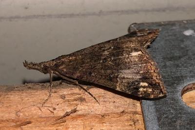 <i>Hypena obsitalis</i>