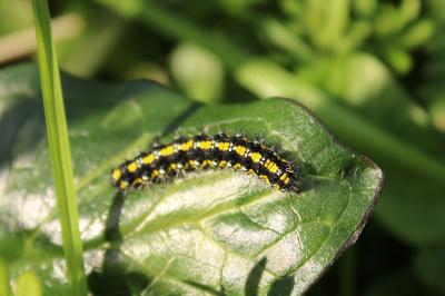 <i>Callimorpha dominula</i>