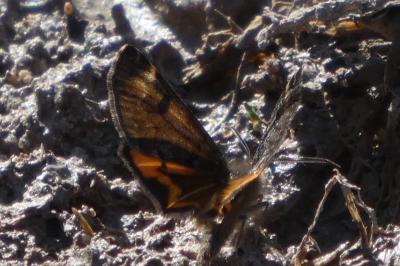 <i>Boudinotiana notha</i>