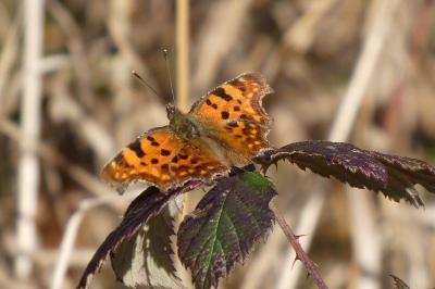 <i>Polygonia c-album</i>
