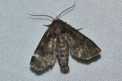<i>Oligia</i>