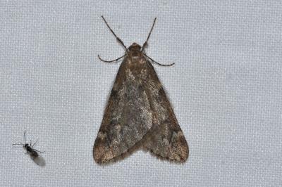 <i>Alsophila aescularia</i>