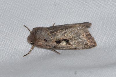 <i>Orthosia gothica</i>
