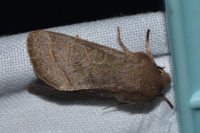 <i>Orthosia cerasi</i>