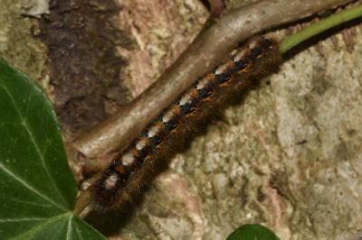 <i>Lasiocampa quercus</i>