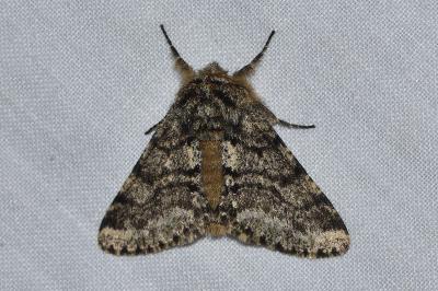 <i>Lycia hirtaria</i>
