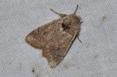 <i>Orthosia cruda</i>