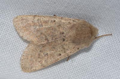 <i>Orthosia cruda</i>