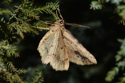 <i>Menophra abruptaria</i>
