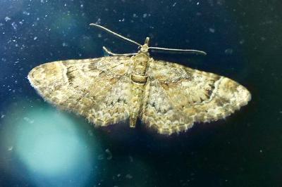 <i>Gymnoscelis rufifasciata</i>