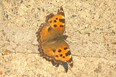 <i>Nymphalis polychloros</i>