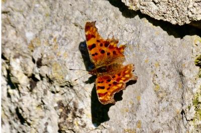 <i>Polygonia c-album</i>