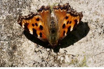 <i>Nymphalis polychloros</i>