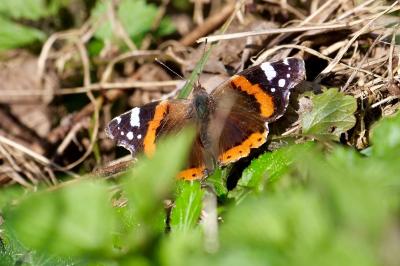 <i>Vanessa atalanta</i>