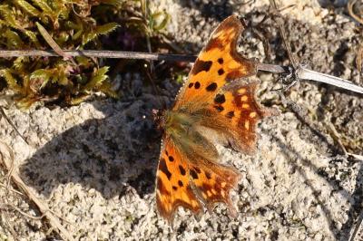 <i>Polygonia c-album</i>