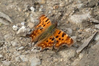 <i>Polygonia c-album</i>