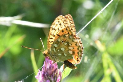 <i>Speyeria aglaja</i>