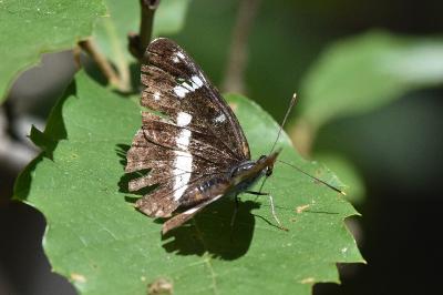 <i>Limenitis camilla</i>