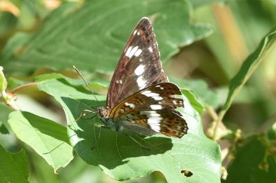 <i>Limenitis camilla</i>