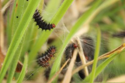 <i>Melitaea cinxia</i>