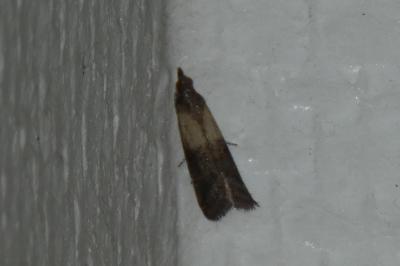 <i>Plodia interpunctella</i>