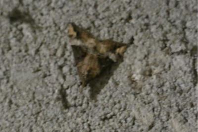<i>Hypena obsitalis</i>