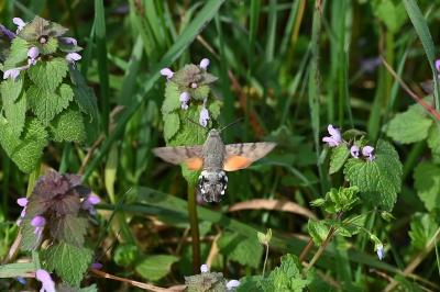 <i>Macroglossum stellatarum</i>