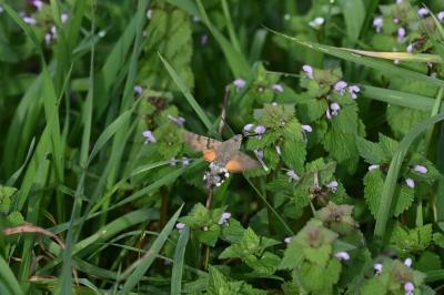 <i>Macroglossum stellatarum</i>