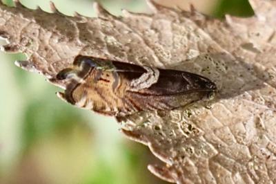 <i>Grapholita jungiella</i>