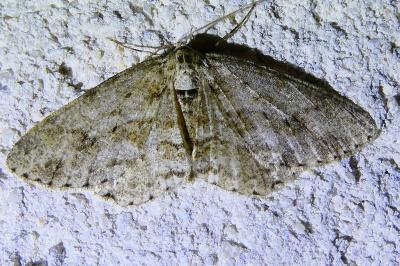 <i>Ectropis crepuscularia</i>