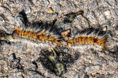 <i>Thaumetopoea pityocampa</i>