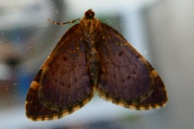 <i>Anticlea derivata</i>