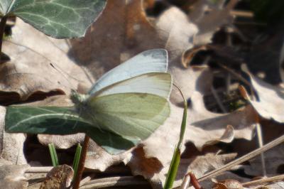 <i>Pieris rapae</i>
