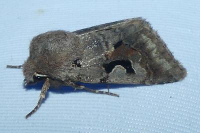 <i>Orthosia gothica</i>