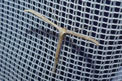 <i>Emmelina argoteles/monodactyla</i>