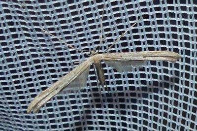 <i>Emmelina argoteles/monodactyla</i>