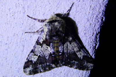 <i>Biston strataria</i>