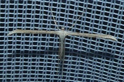 <i>Emmelina argoteles/monodactyla</i>