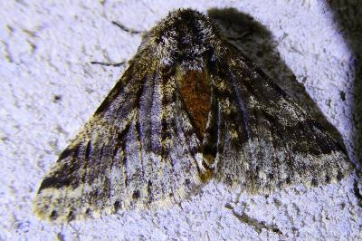 <i>Lycia hirtaria</i>