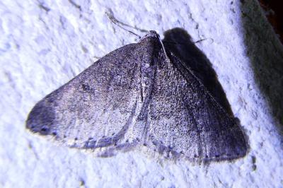 <i>Aleucis distinctata</i>