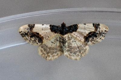 <i>Ligdia adustata</i>