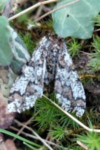 <i>Biston strataria</i>