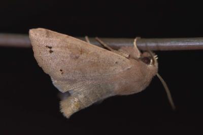 <i>Anorthoa munda</i>